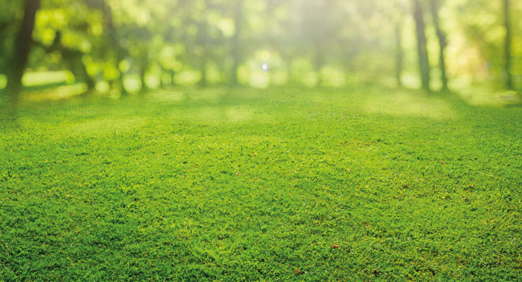 Turf & Grass Seed