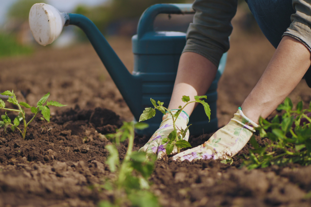 multi-purpose compost