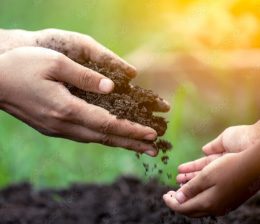 Compost / Soil Improvers